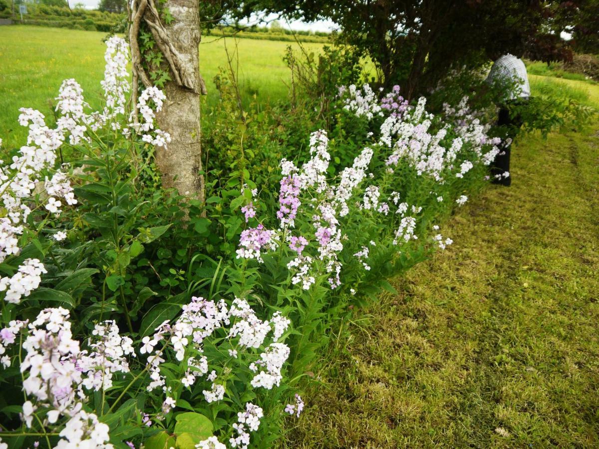 Cutteen Cottage Tulla エクステリア 写真